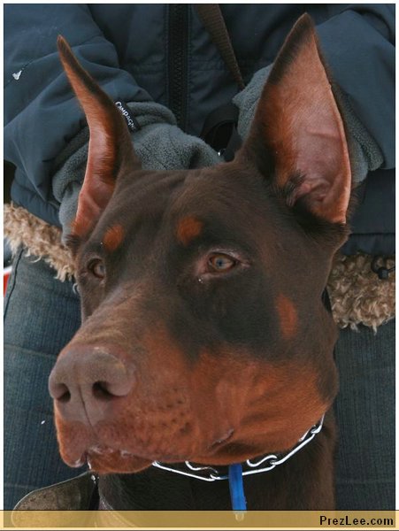 Brown dobermann head