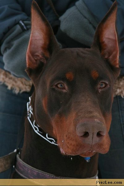 barna Dobermann feje