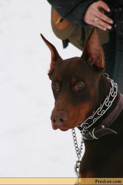 dobermann