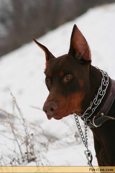 Dobermann head