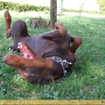 Fetrengo barna dobermann