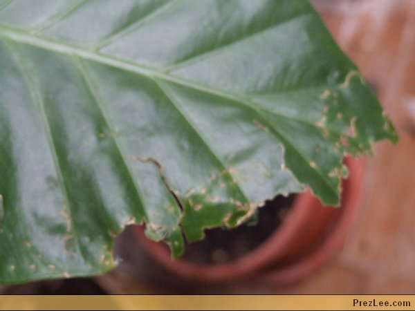 Kutyarágta Colocasia levél