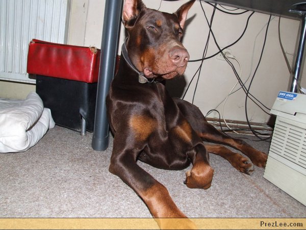 Barna dobermann