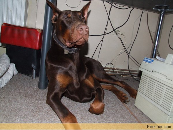 dobermann fekszik