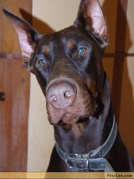 ismerős doberman