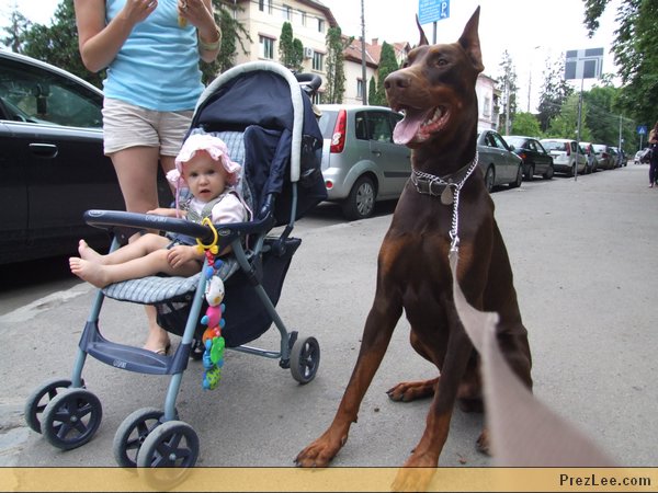 bodyguarddobermann