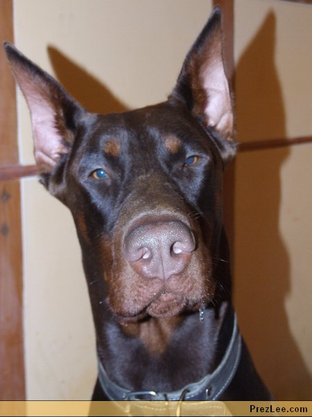 dobermann-barna