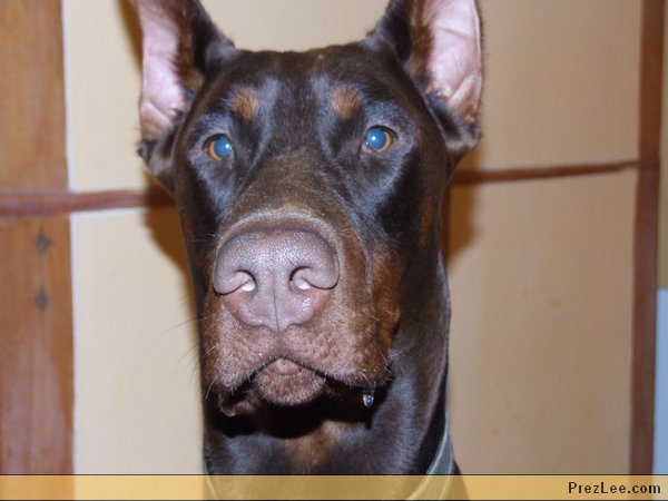 dobermannportre