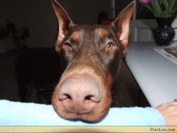 Dobermann barna PrezLee