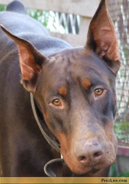 dobermann