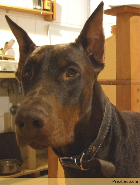 barna dobermann portré