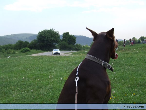 PrezLee rallyt néz!