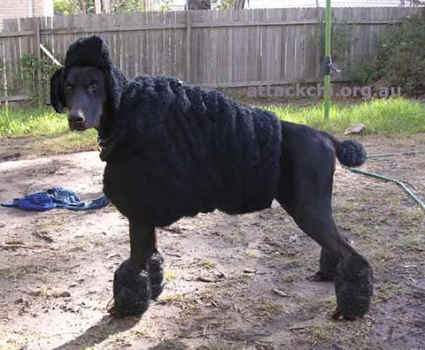 poodle-costume-doberman